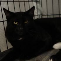 Thumbnail photo of Vidi #2