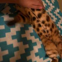 Thumbnail photo of Sher #4