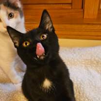 Thumbnail photo of Raven #3