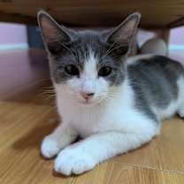 Thumbnail photo of Adam (bonded to Amber) #1