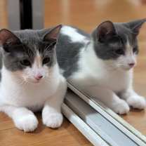 Thumbnail photo of Adam (bonded to Amber) #2