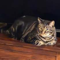 Thumbnail photo of Munchie #1