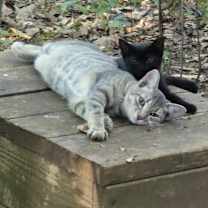 Thumbnail photo of Muse #2