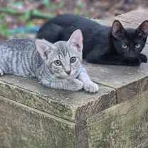 Thumbnail photo of Muse #3