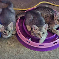 Thumbnail photo of Muse #4