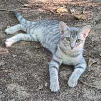 Thumbnail photo of Muse #1