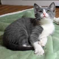 Thumbnail photo of Miss Thimble #1