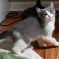 Thumbnail photo of Miss Thimble #2