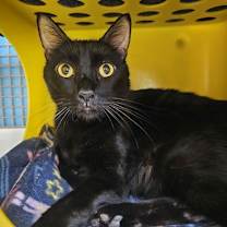 Thumbnail photo of Manhattan #4