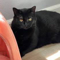 Thumbnail photo of Brooklyn #3