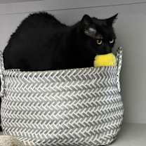 Thumbnail photo of Brooklyn #4