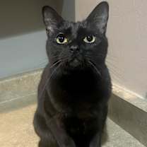 Thumbnail photo of Twig #2