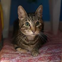 Thumbnail photo of Pippi aka Pipsqueak #2