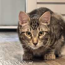 Thumbnail photo of Squid #2