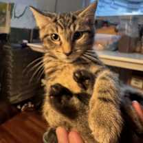 Thumbnail photo of Squid #4