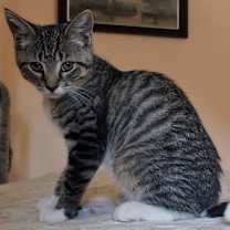 Thumbnail photo of Gideon (BONDED PAIR) #4