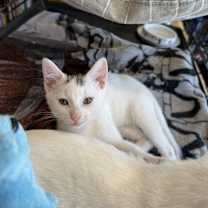 Thumbnail photo of Ozzy #1