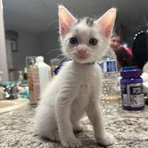 Thumbnail photo of Ozzy #2