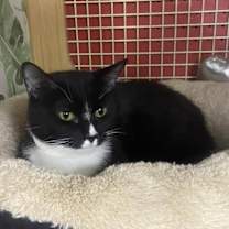 Thumbnail photo of Momma Persephone #2