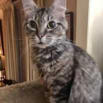 Thumbnail photo of GRACIE #1