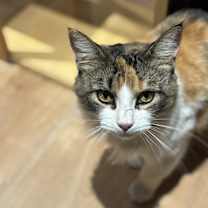 Thumbnail photo of Carina #2