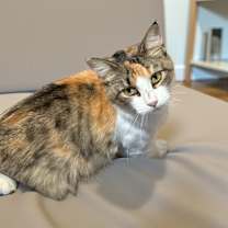 Thumbnail photo of Carina #3