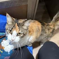 Thumbnail photo of Carina #4