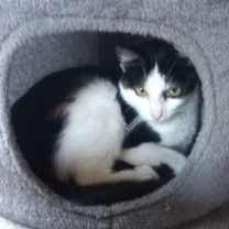 Thumbnail photo of Fluffy, Monkey, and Picky #4