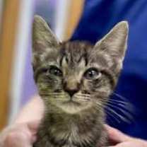 Thumbnail photo of Glinda #2