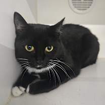 Thumbnail photo of Ava Gardner #1