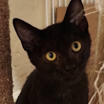 Thumbnail photo of Flowy (aka Knotty Boy) #3