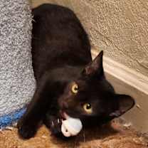 Thumbnail photo of Flowy (aka Knotty Boy) #4