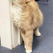 Thumbnail photo of Maple #2