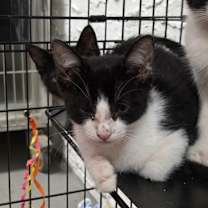 Thumbnail photo of Remi #2