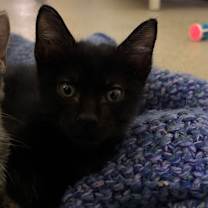 Thumbnail photo of Moonbeam #3