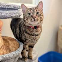 Thumbnail photo of Soos #3