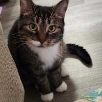 Thumbnail photo of Pippy #2