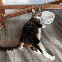 Thumbnail photo of Meebs (cerebellar hypoplasia)  #4