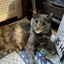 Thumbnail photo of Calypso #3