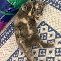 Thumbnail photo of Calypso #4