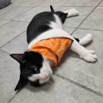 Thumbnail photo of Ruckus #1