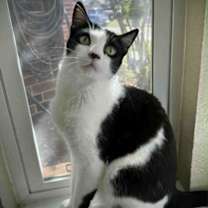 Thumbnail photo of Stevie #1