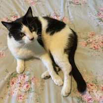 Thumbnail photo of Stevie #3