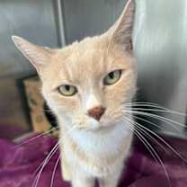 Thumbnail photo of Mr. Jingles #2