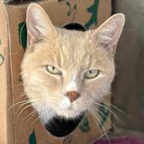 Thumbnail photo of Mr. Jingles #3