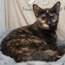 Thumbnail photo of Tiramisu #3