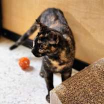 Thumbnail photo of Tiramisu #4