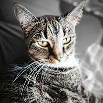 Thumbnail photo of Nemo #2