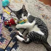 Thumbnail photo of Coraline #1