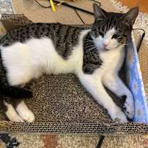 Thumbnail photo of Coraline #2